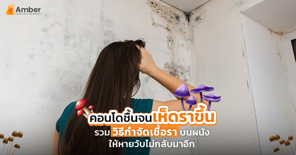 คอนโดชื้น จนเห็ดราขึ้น รวมวิธีกำจัดเชื้อราบนผนังให้หายวับไม่กลับมาอีก